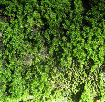 SERRATA Landscape Architects